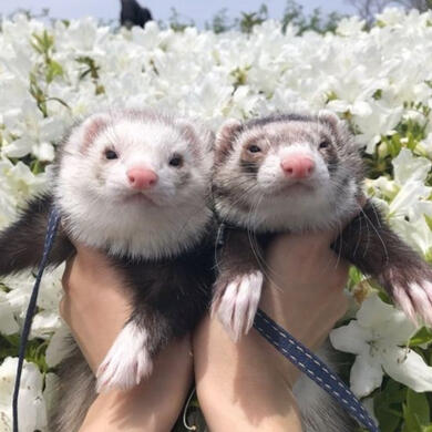 Fuet y Hyunjin