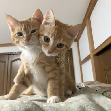 Alten y Aslan